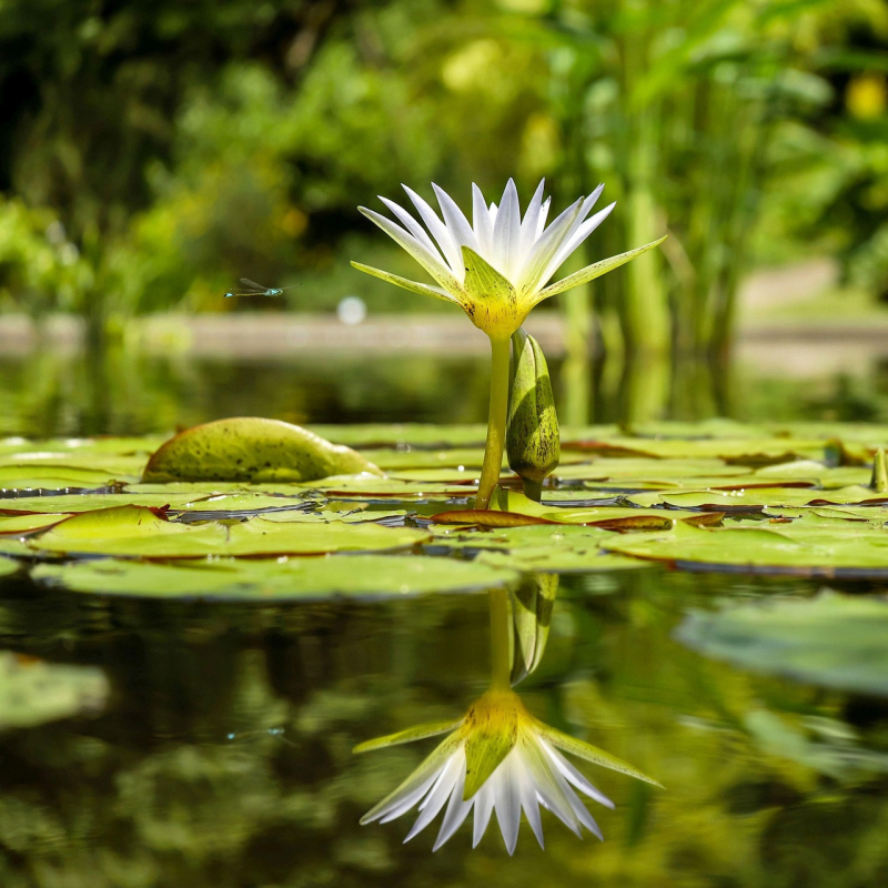 Sur mon n&eacute;nuphar