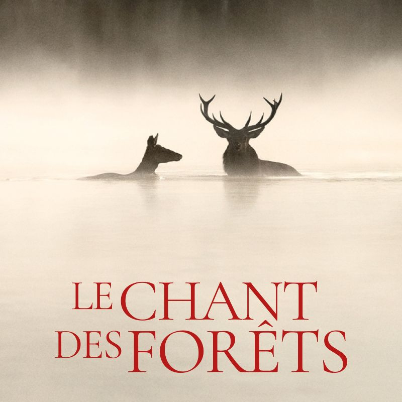 LE CHANT DES FORÊTS - cinéma