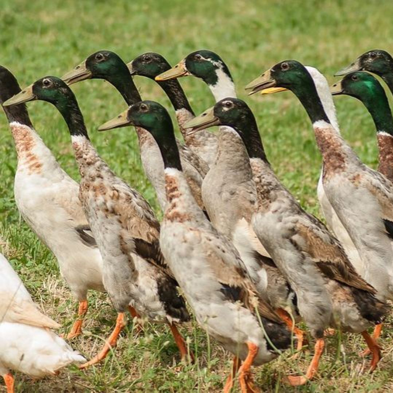 Conférence - Les canards coureu...