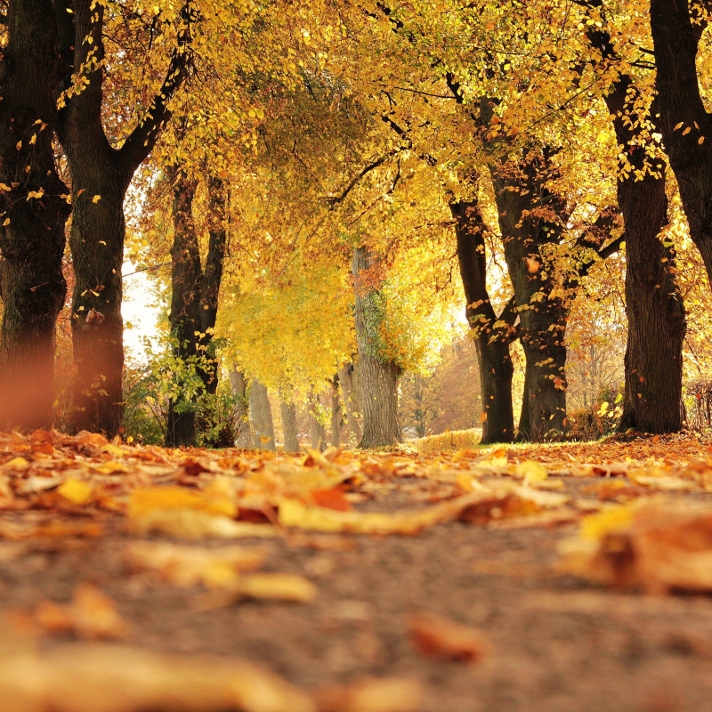 Promenons-nous dans les bois...