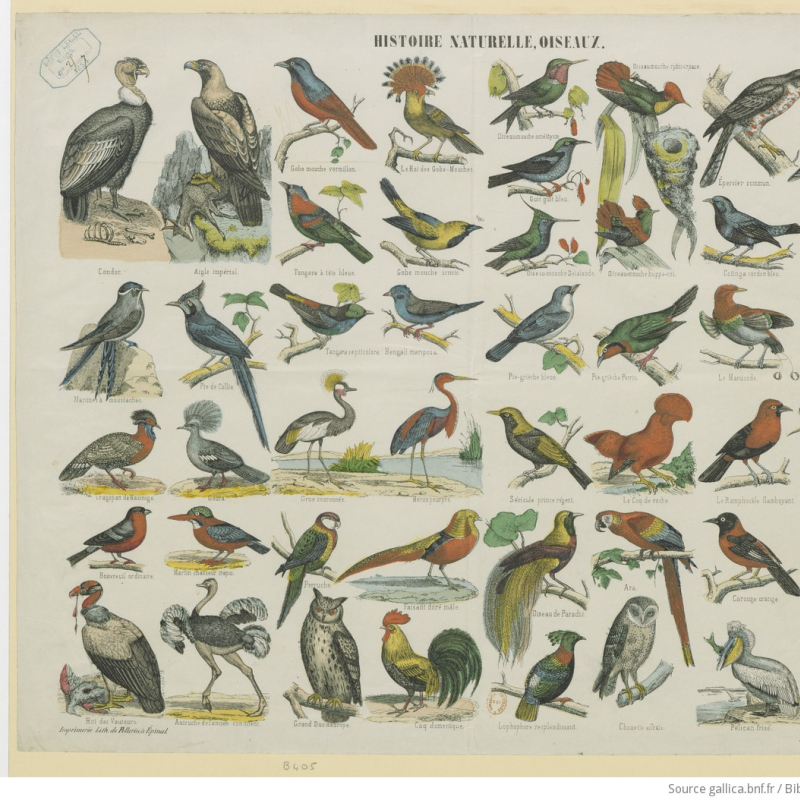 LE KARAOK&Eacute; DES OISEAUX