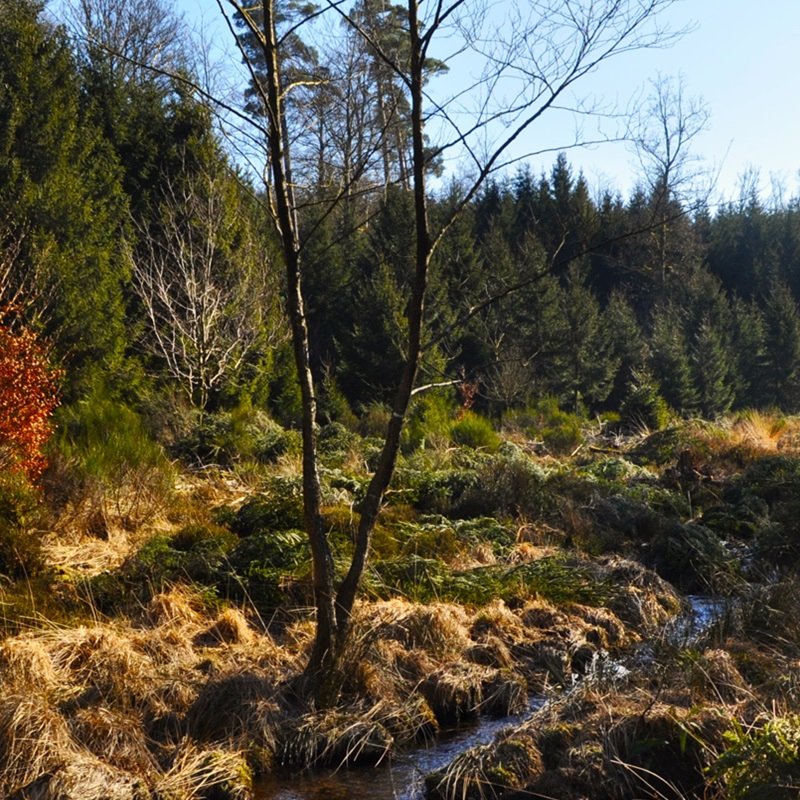 La Fagne des Anomalies